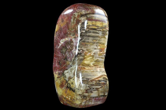 Colorful Polished Petrified Wood ( lbs) - #92325